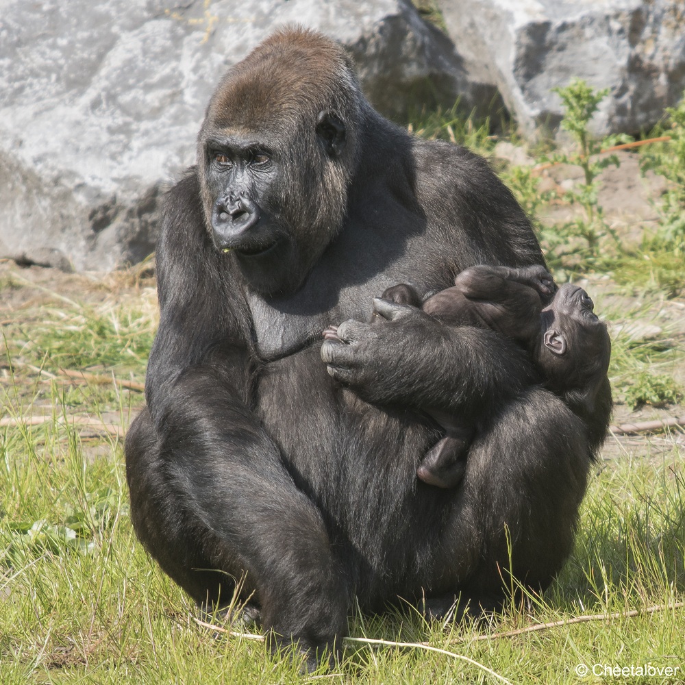 DSC00164.JPG - Westelijke Laaglandgorilla