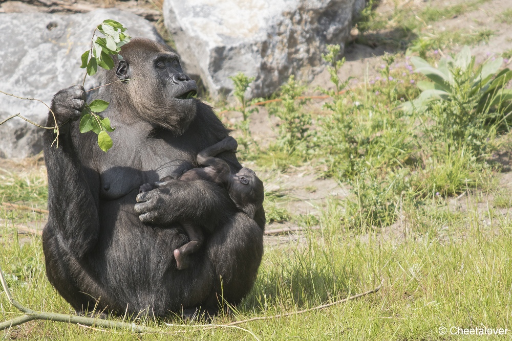 DSC00185.JPG - Westelijke Laaglandgorilla