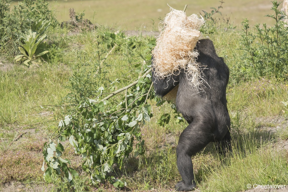 DSC00193.JPG - Westelijke Laaglandgorilla