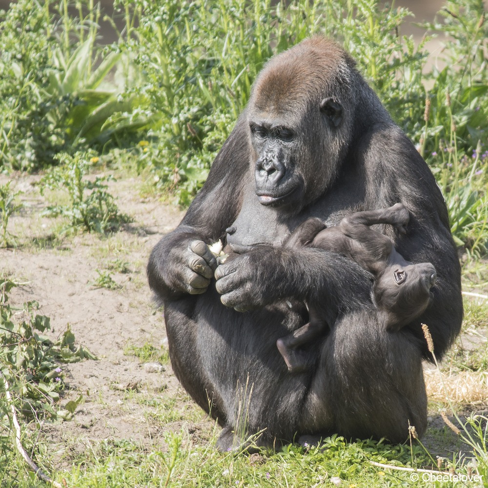 DSC00234.JPG - Westelijke Laaglandgorilla