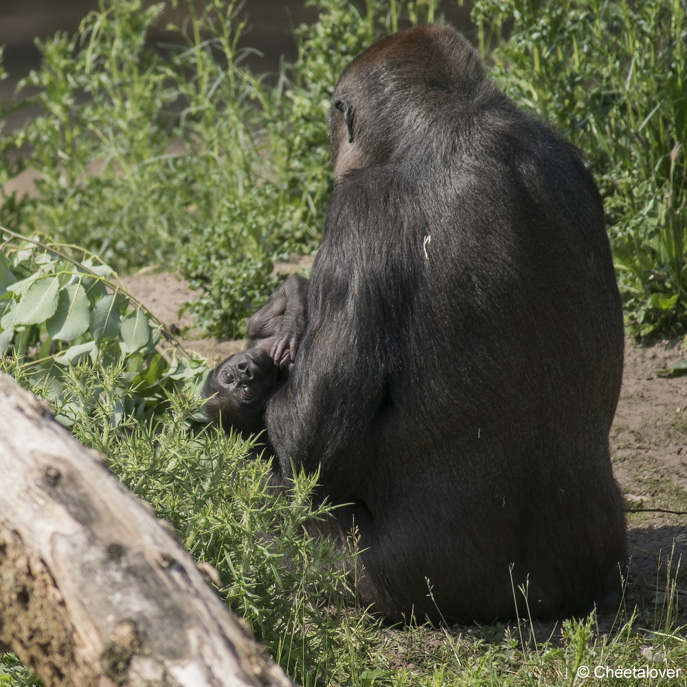 DSC00248.JPG - Westelijke Laaglandgorilla