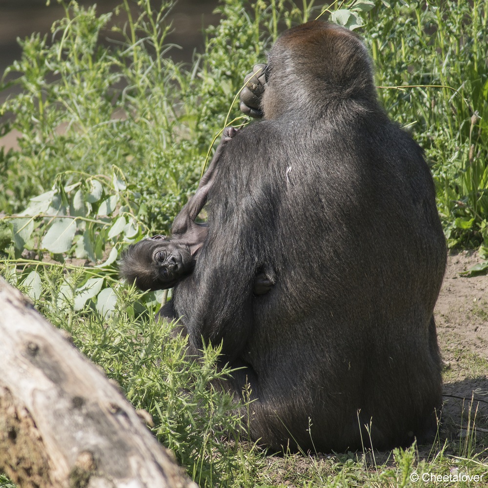 DSC00260 - kopie.JPG - Westelijke Laaglandgorilla