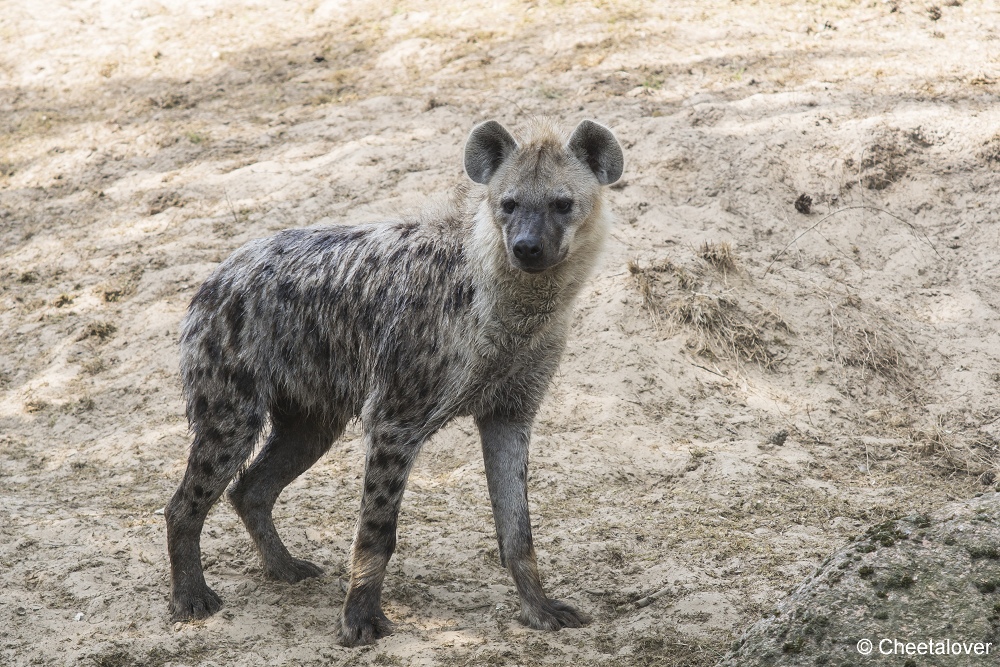 DSC00346.JPG - Gevlekte Hyena