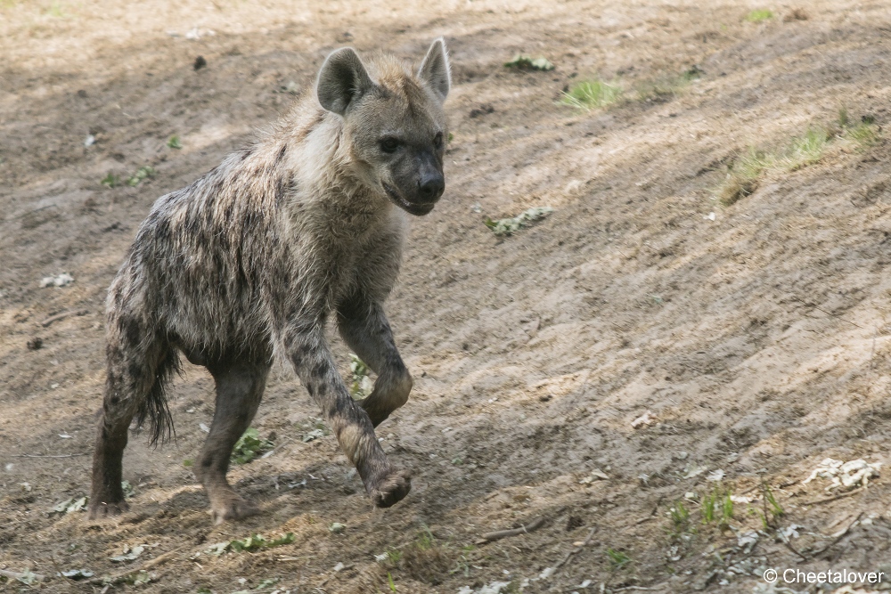 DSC00377.JPG - Gevlekte Hyena