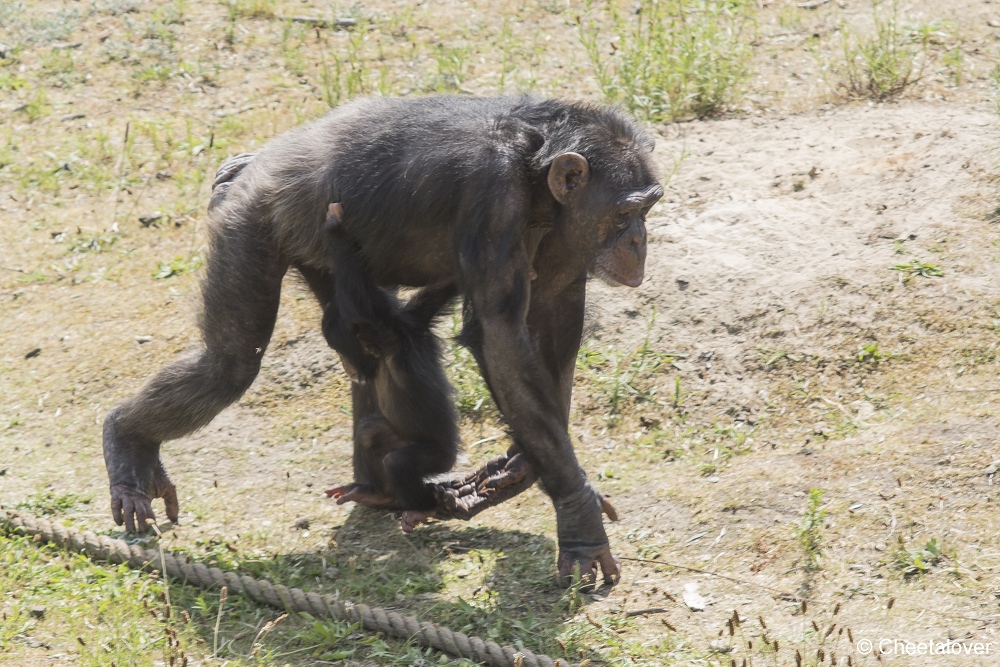 DSC00410.JPG - West-Afrikaanse Chimpansee