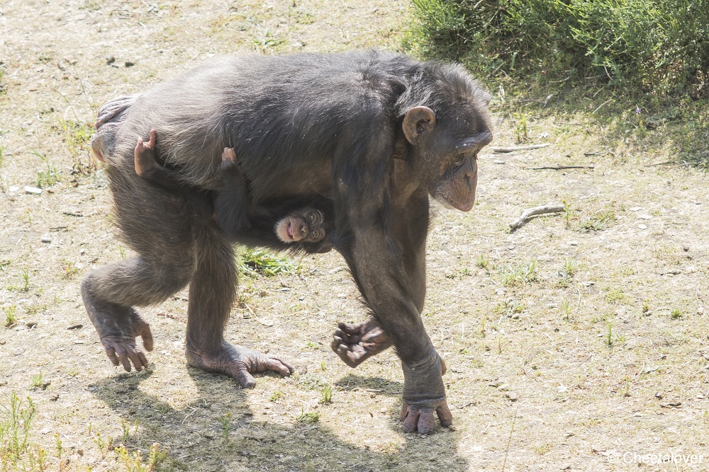 DSC00415.JPG - West-Afrikaanse Chimpansee