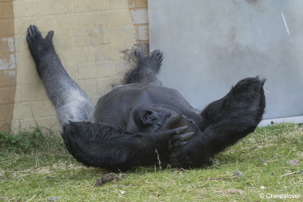 DSC01073.JPG - Westelijke Laaglandgorilla