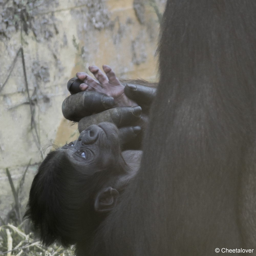 DSC01094.JPG - Westelijke Laaglandgorilla