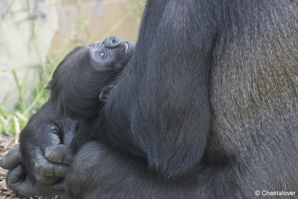 DSC01102.JPG - Westelijke Laaglandgorilla