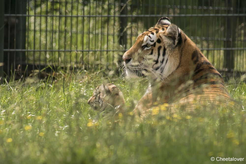 DSC00035.JPG - Amoer Tijger met welpen