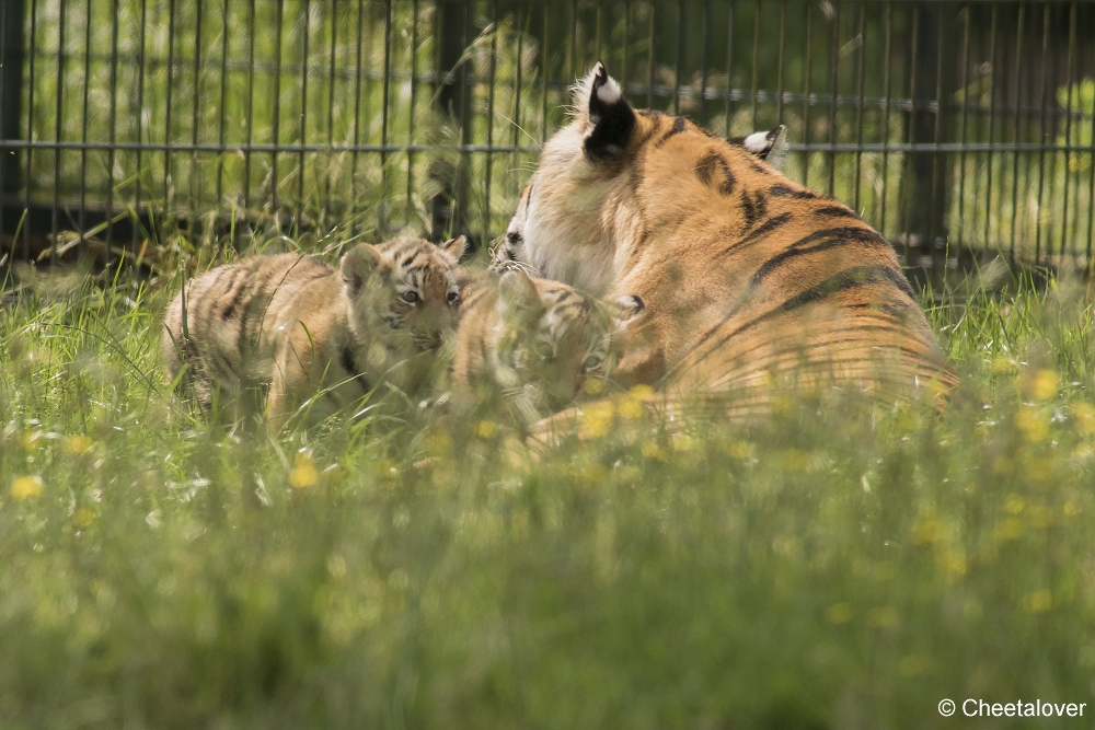 DSC00055.JPG - Amoer Tijger met welpen