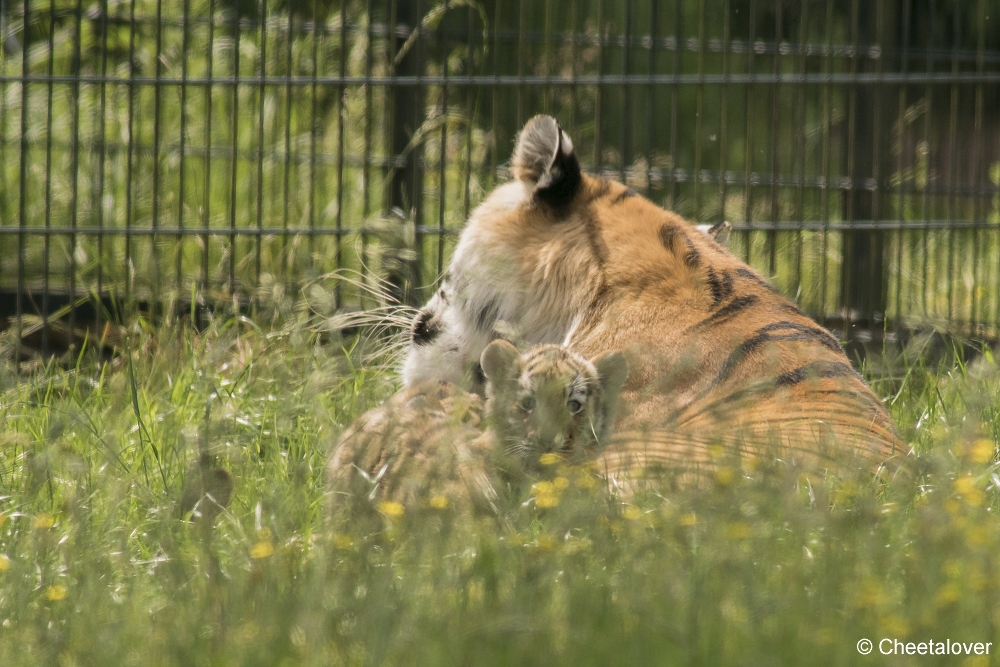 DSC00077.JPG - Amoer Tijger met welpen