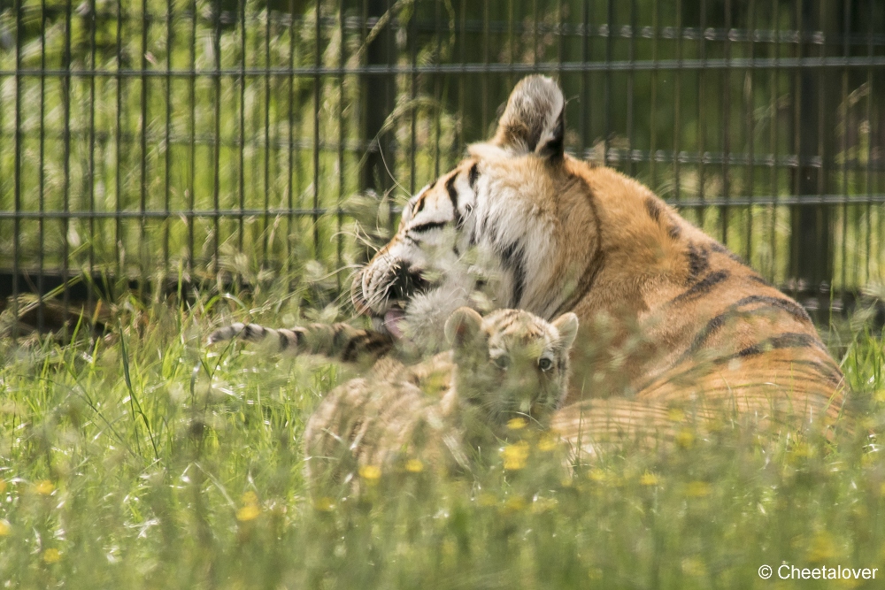 DSC00081.JPG - Amoer Tijger met welpen