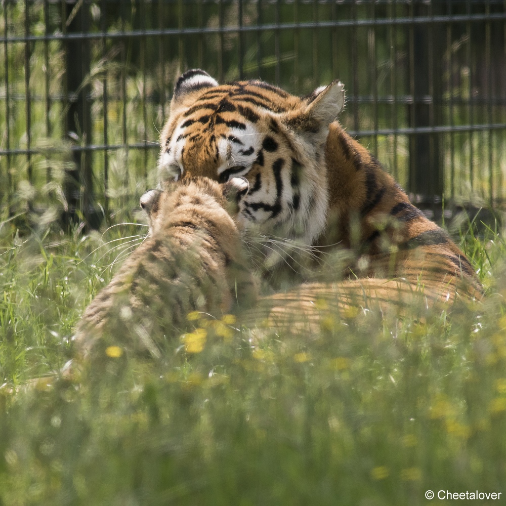 DSC00095.JPG - Amoer Tijger met welpen