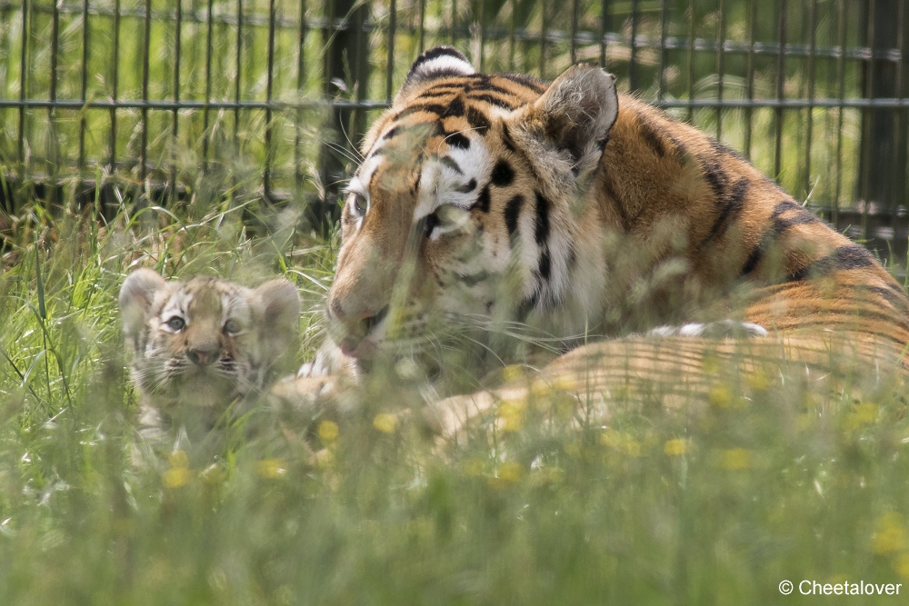 DSC00112.JPG - Amoer Tijger met welpen