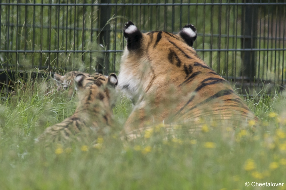 DSC00121.JPG - Amoer Tijger met welpen