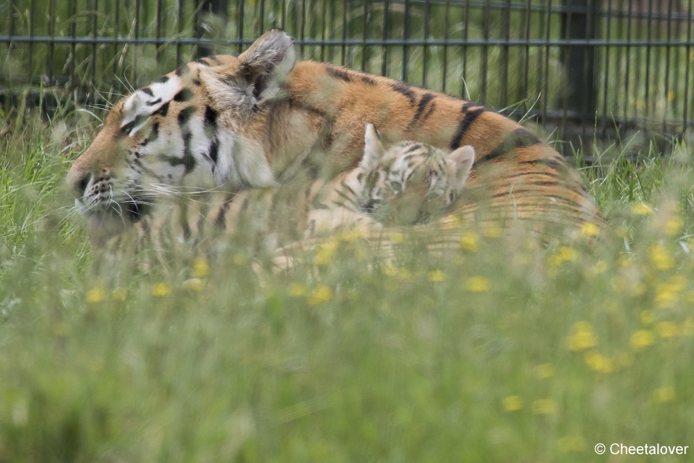 DSC00139.JPG - Amoer Tijger met welpen