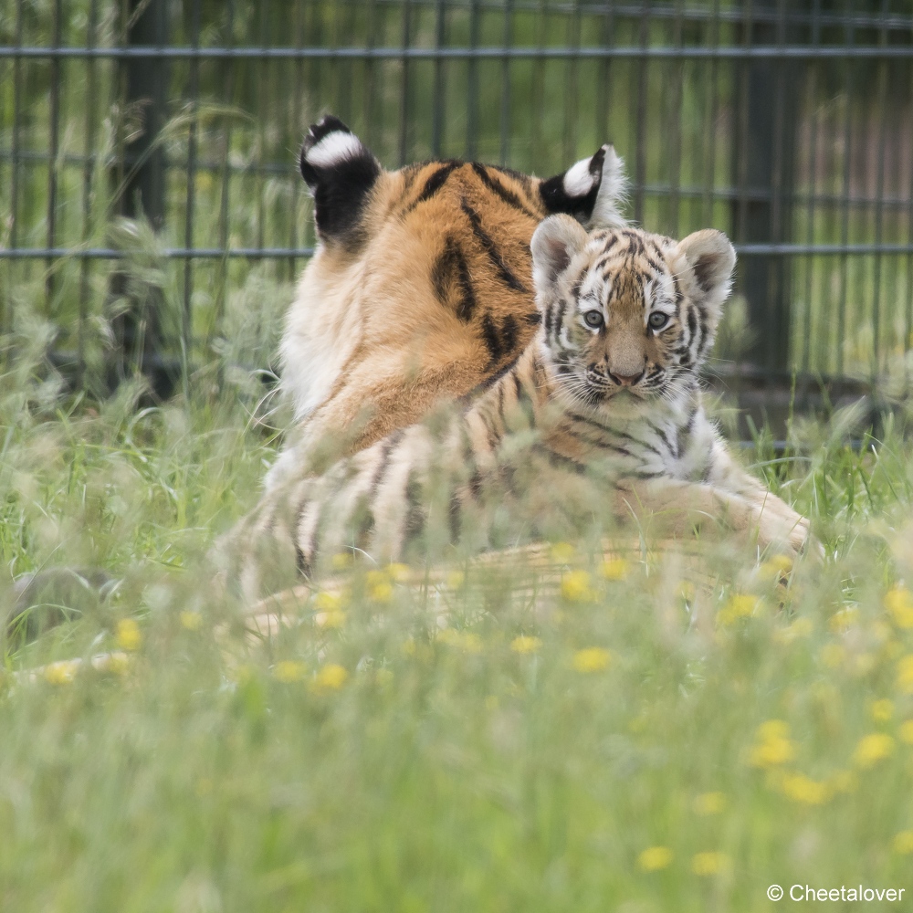 DSC00148.JPG - Amoer Tijger met welpen