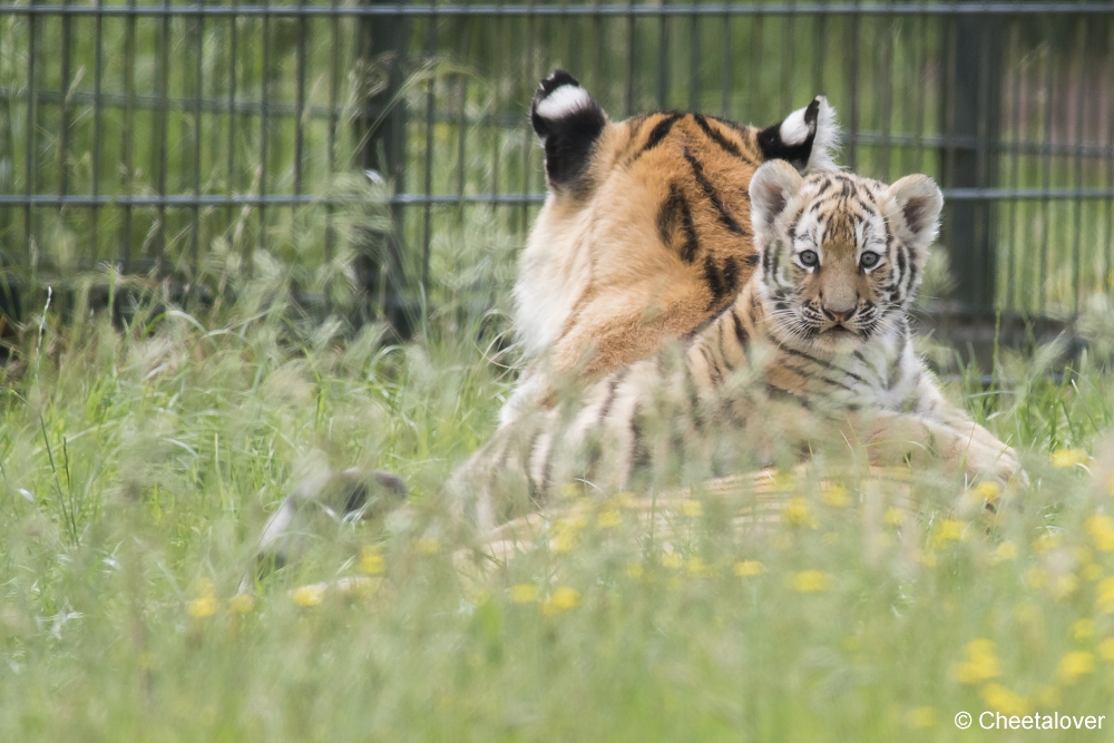 DSC00150.JPG - Amoer Tijger met welpen