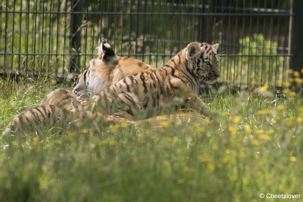 DSC00240.JPG - Amoer Tijger met welpen