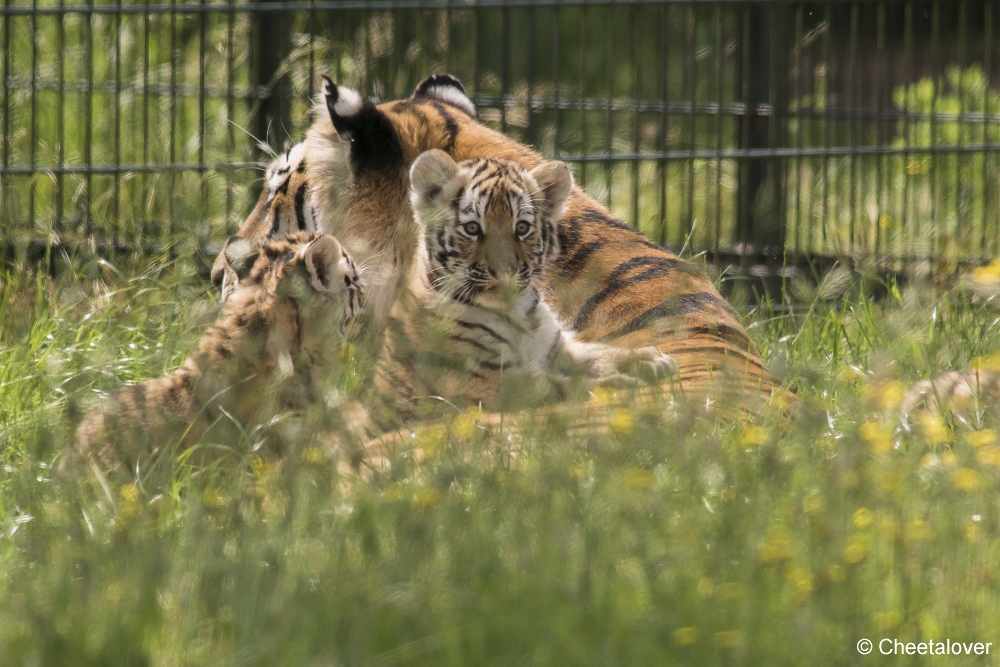 DSC00257.JPG - Amoer Tijger met welpen