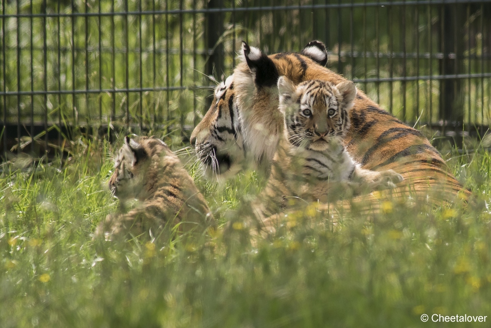 DSC00270.JPG - Amoer Tijger met welpen