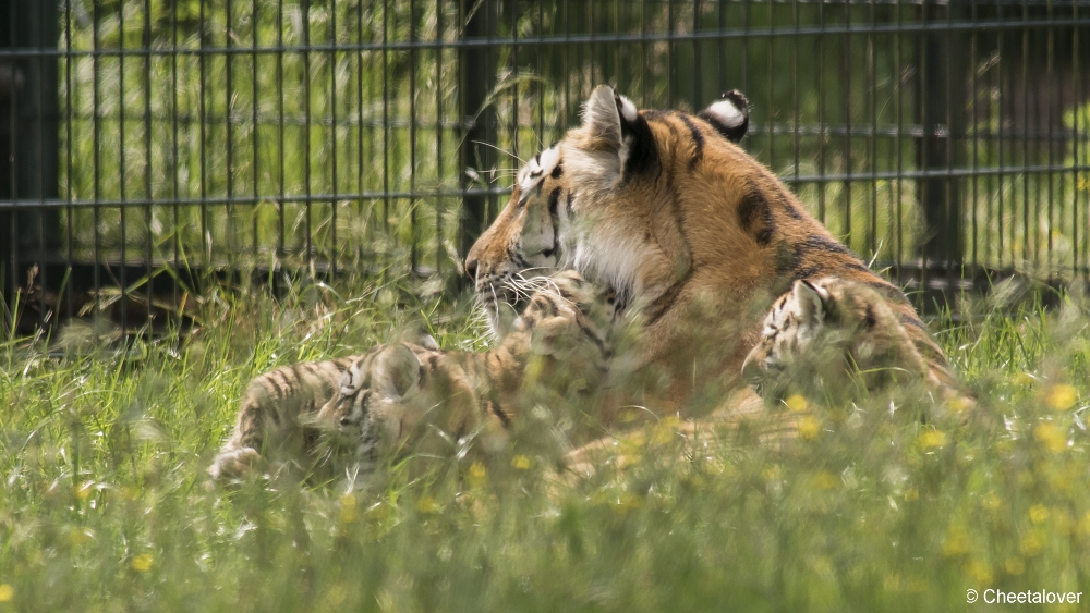 DSC00287.JPG - Amoer Tijger met welpen