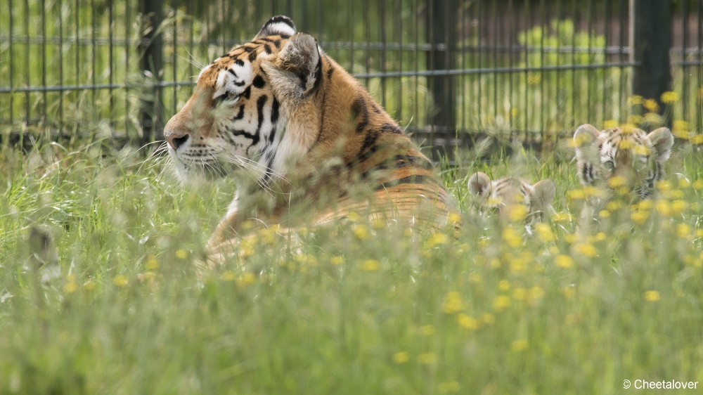 DSC00318.JPG - Amoer Tijger met welpen