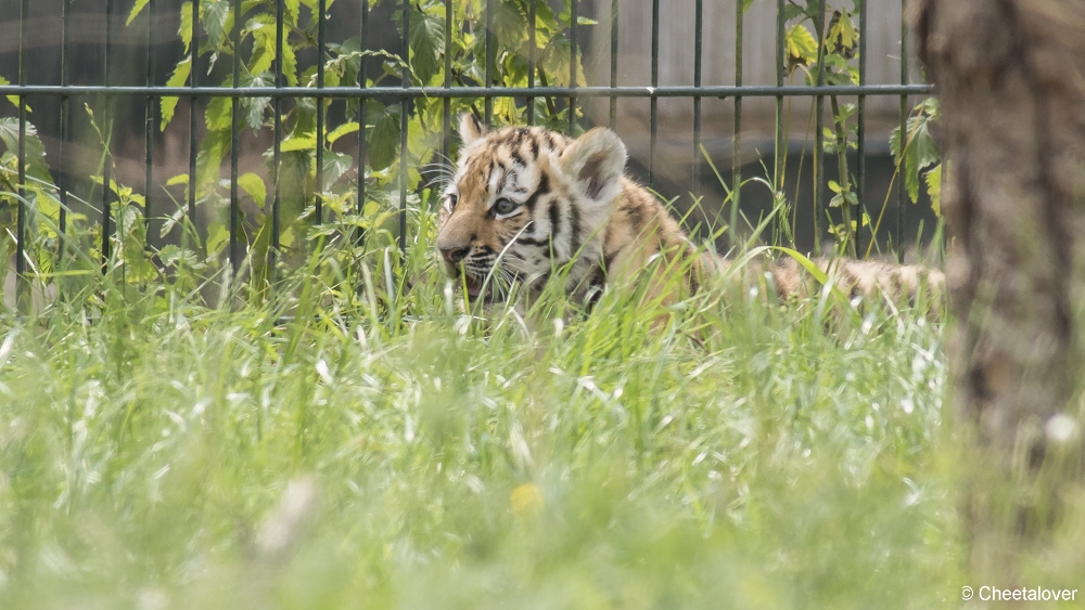 DSC00325.JPG - Amoer Tijger met welpen