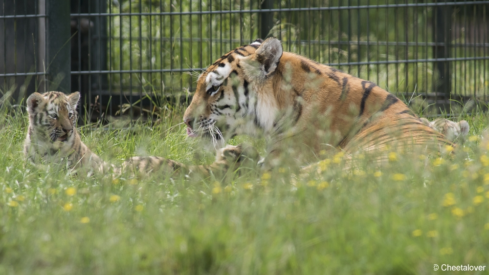 DSC00360.JPG - Amoer Tijger met welpen