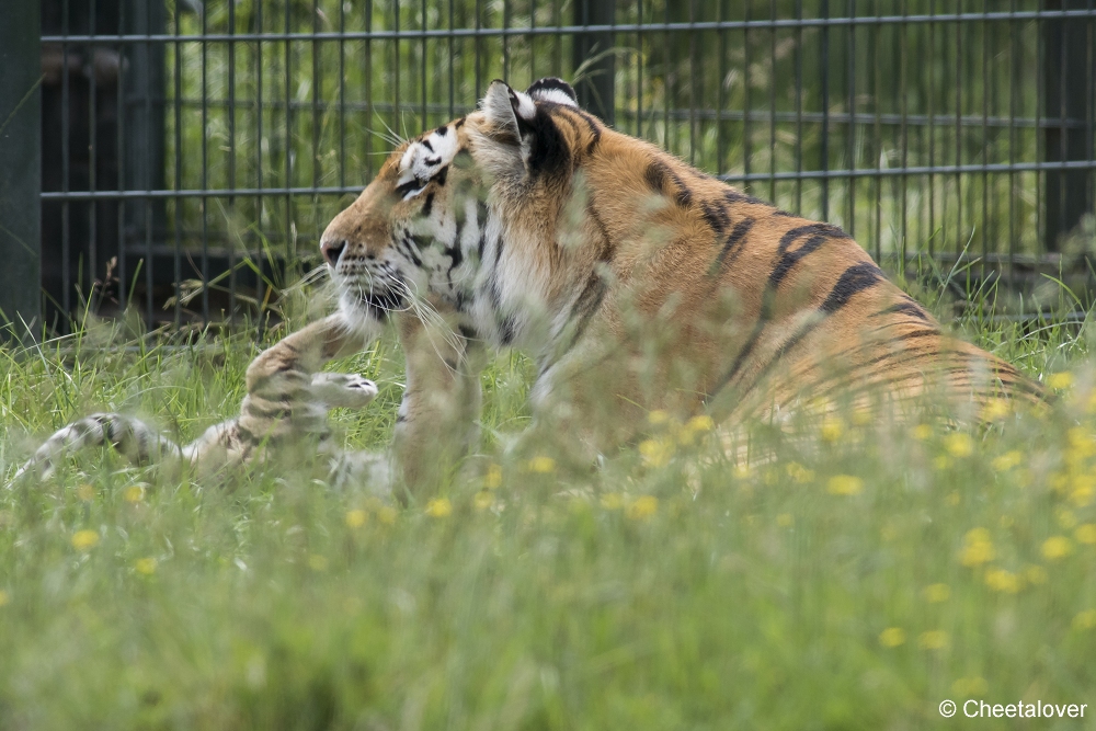 DSC00368.JPG - Amoer Tijger met welpen