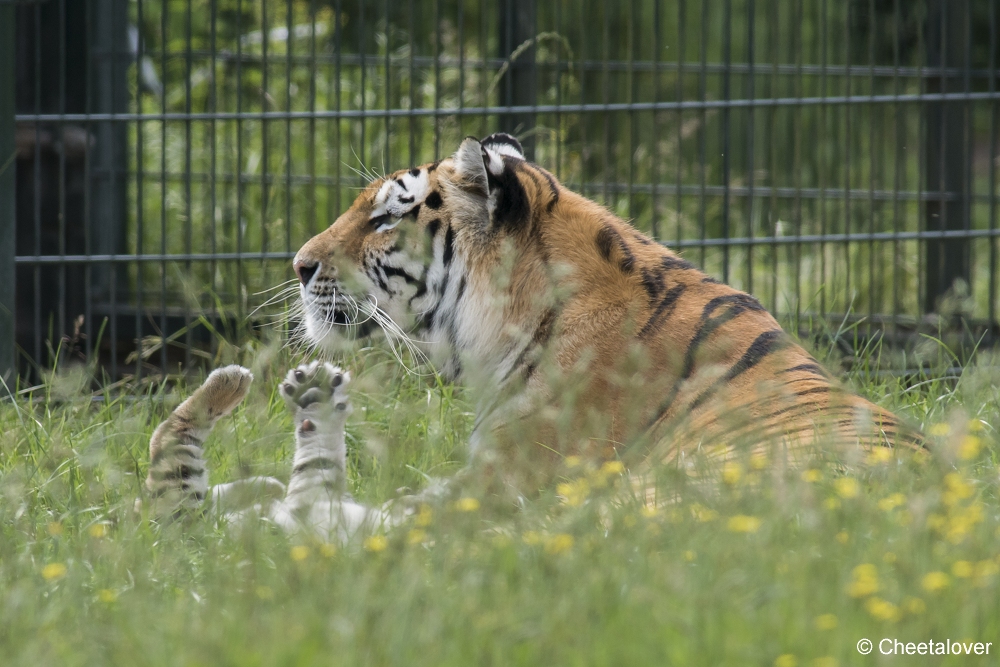 DSC00375.JPG - Amoer Tijger met welpen