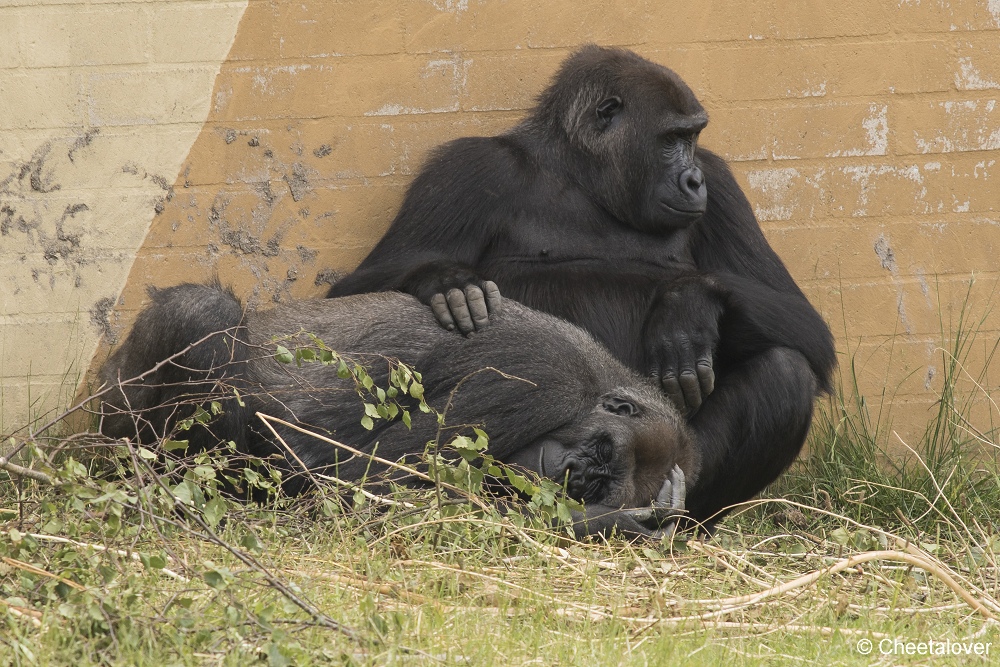 DSC00830.JPG - Westelijke Laaglandgorilla