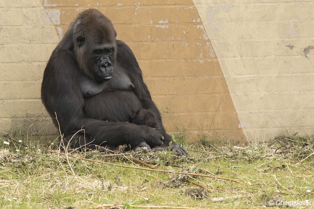 DSC00838.JPG - Westelijke Laaglandgorilla