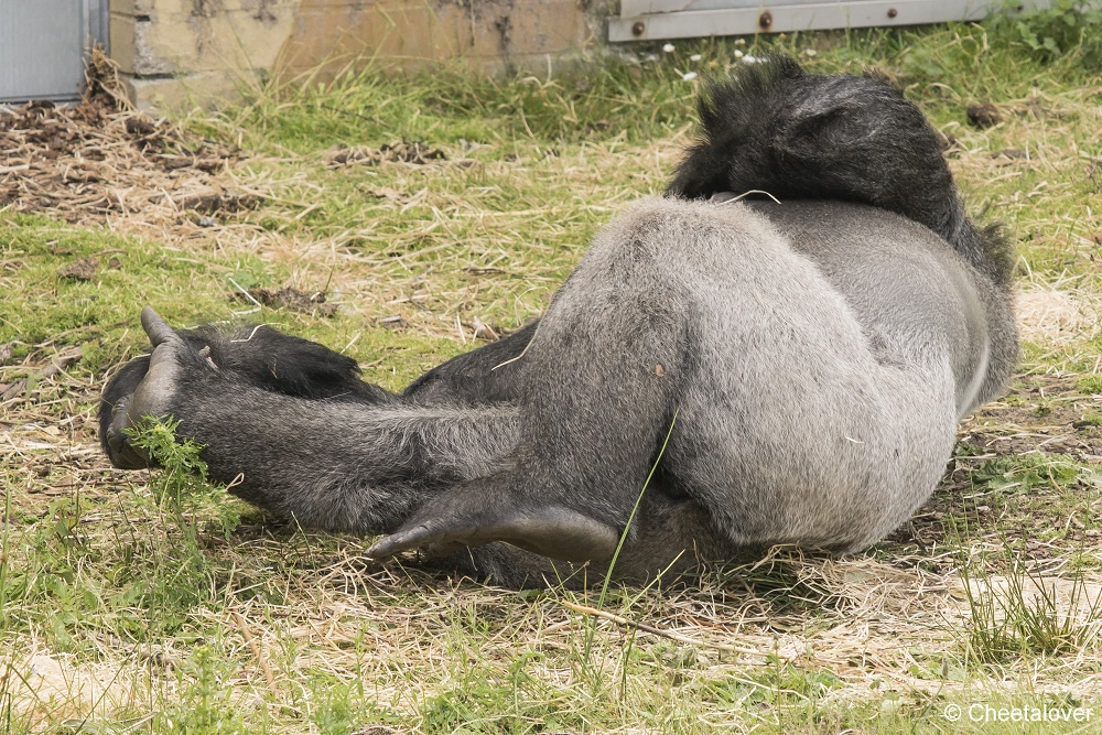 DSC00841.JPG - Westelijke Laaglandgorilla