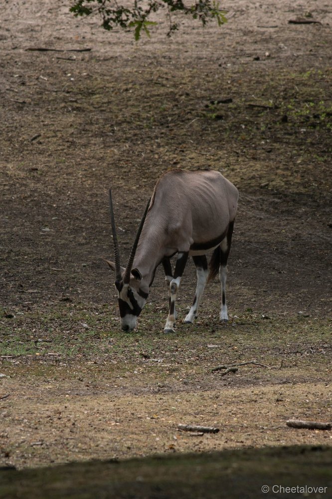 DSC00001.JPG - Gemsbok