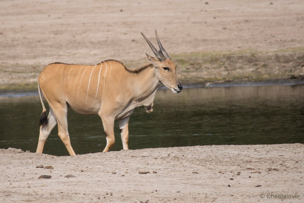 DSC00007.JPG - Eland Antlope