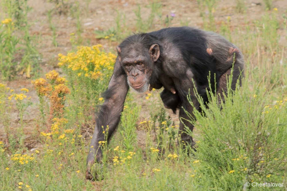 DSC00011.JPG - Chimpansee