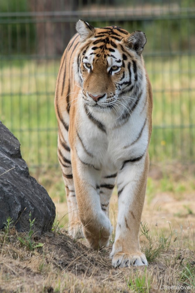 DSC00017.JPG - Amoer Tijger met welpen