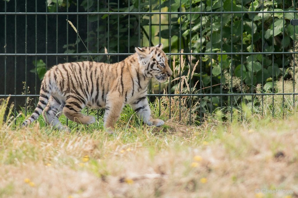 DSC00044.JPG - Amoer Tijger met welpen