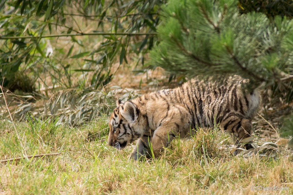 DSC00050.JPG - Amoer Tijger met welpen