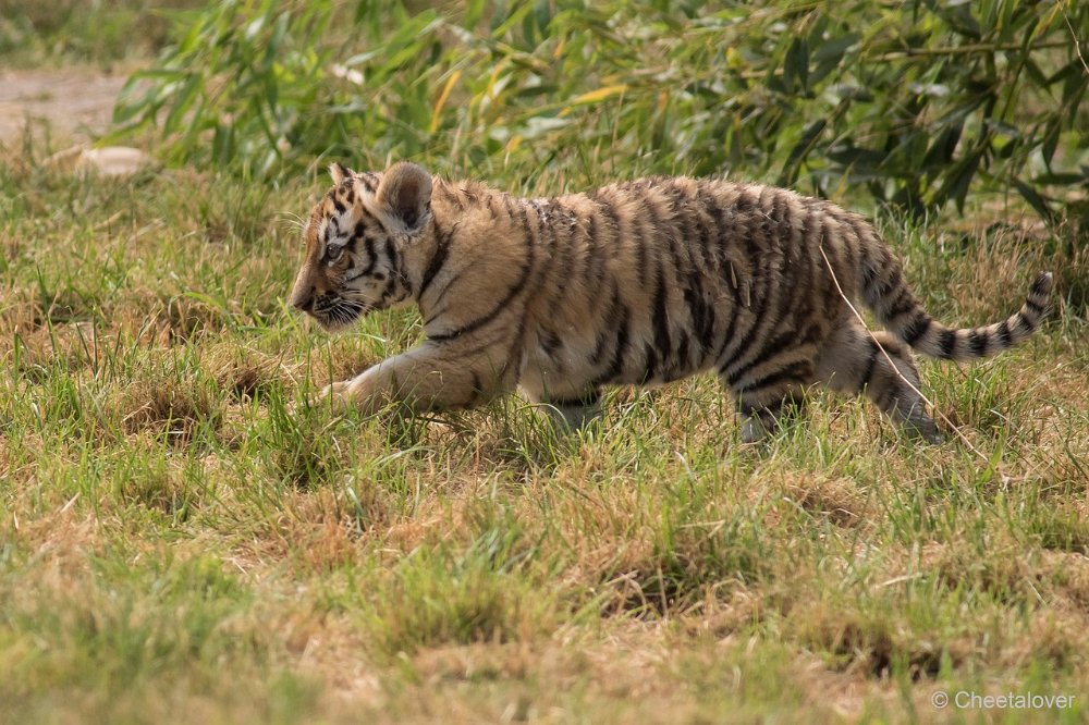 DSC00062.JPG - Amoer Tijger met welpen