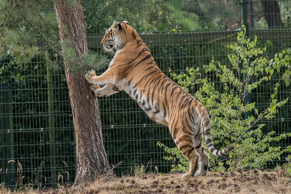 DSC00090.JPG - Amoer Tijger met welpen