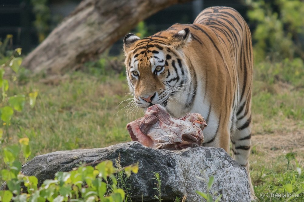 DSC00116.JPG - Amoer Tijger met welpen