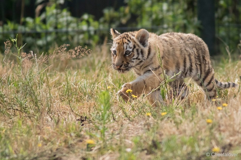 DSC00121.JPG - Amoer Tijger met welpen