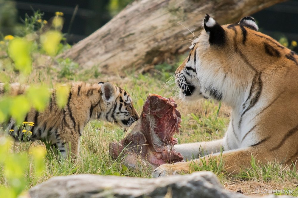 DSC00149.JPG - Amoer Tijger met welpen