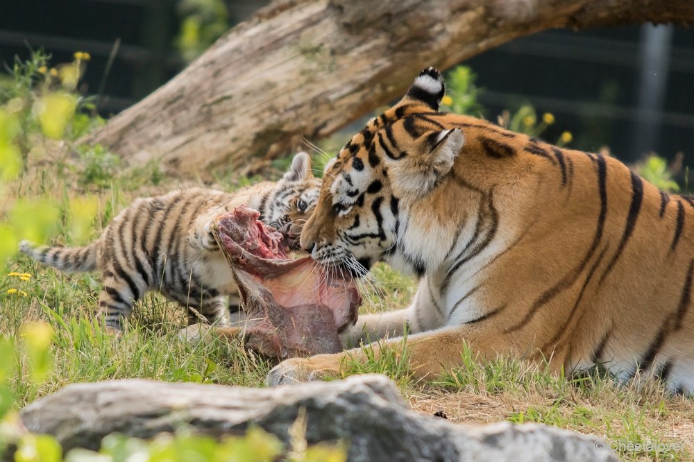 DSC00155.JPG - Amoer Tijger met welpen