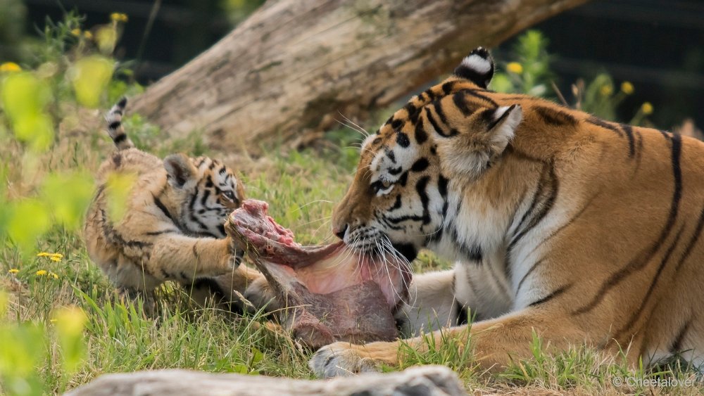 DSC00156.JPG - Amoer Tijger met welpen