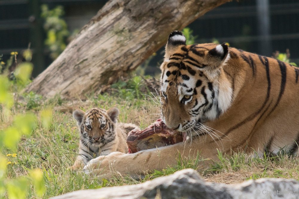 DSC00172.JPG - Amoer Tijger met welpen