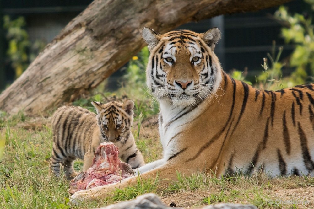 DSC00185.JPG - Amoer Tijger met welpen